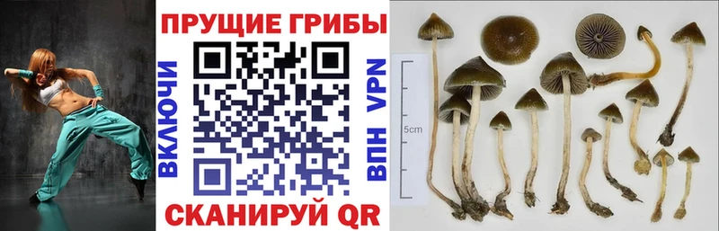 Псилоцибиновые грибы мицелий  Купить  Завитинск 